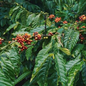 red round fruits on green leaves
